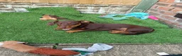 Dachshund dogs for sale: Dachshund Puppy - Advert 1