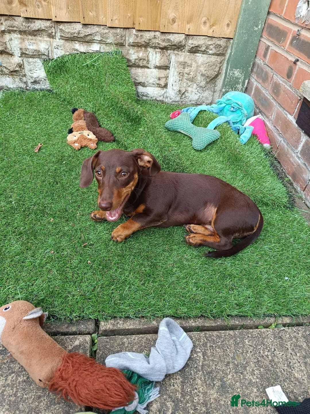 Dachshund dogs for sale: Dachshund Puppy - Advert 1