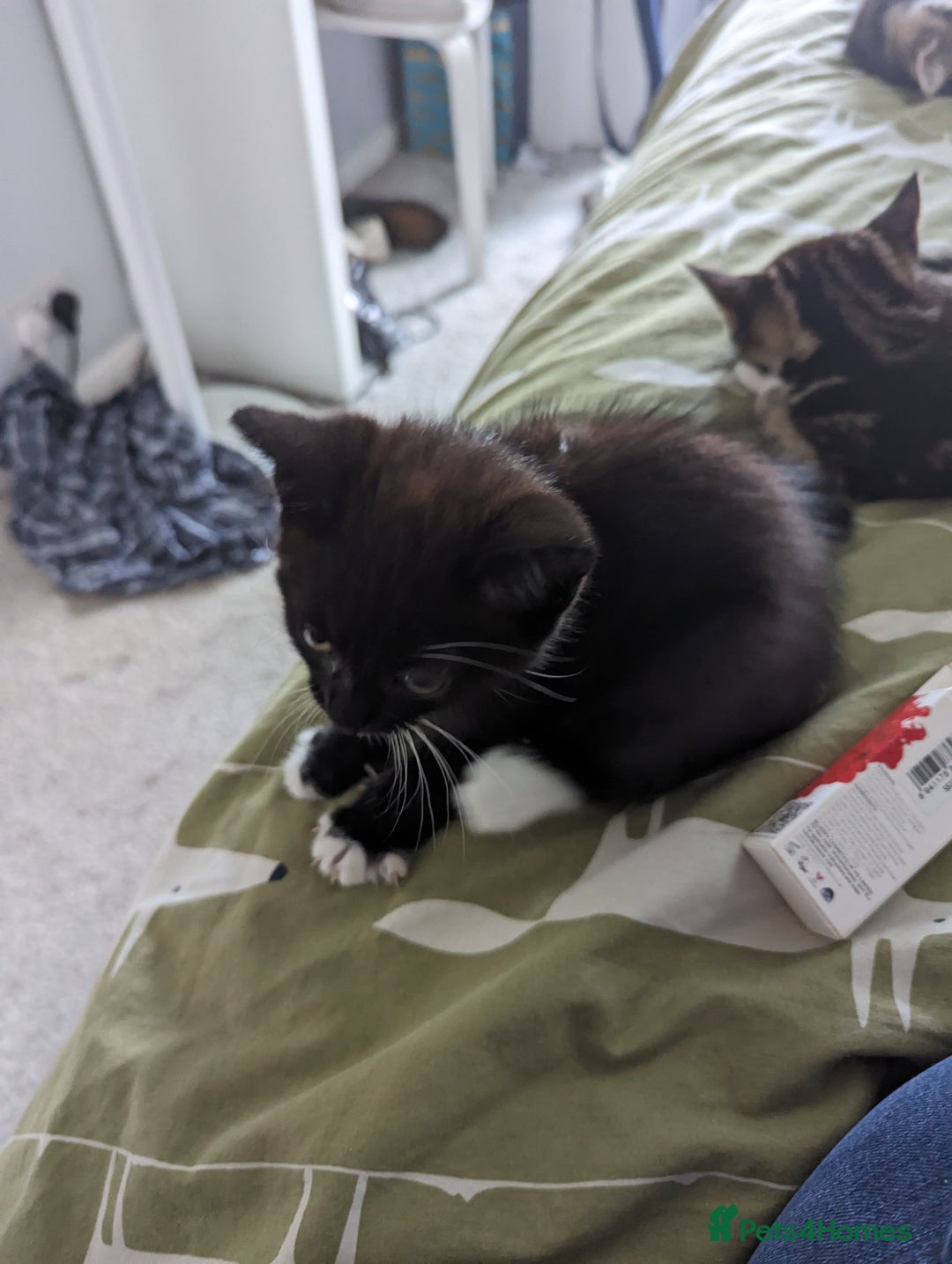 Domestic Shorthair cats for sale: 4 beautiful kittens - Image 5