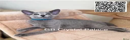 Russian Blue cats for sale: Full Pedigree American Champion Lines Russian Blue in Christchurch - Advert 7