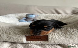 Dachshund dogs for sale: Beautiful Dachshund  - Image 9