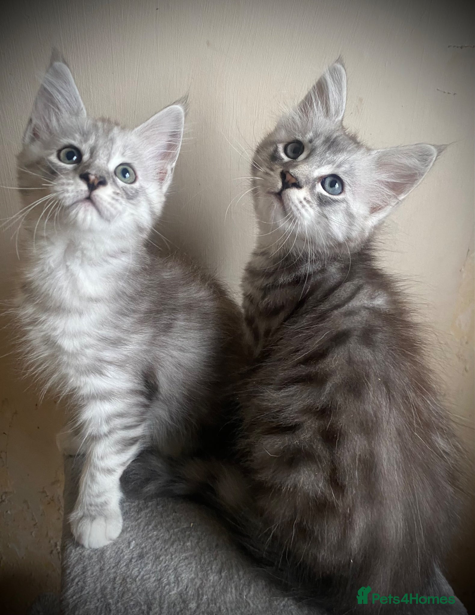 Maine Coon cats for sale: Silver tabby Full Maine Coon Kittens  - Advert 9