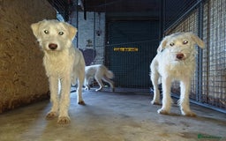 Mixed Breed dogs for adoption: BENJI - a handsome & gentle Boy  for a Loving Home - Image 1