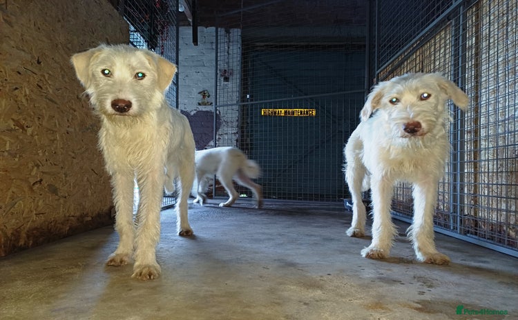Mixed Breed dogs - Advert 3