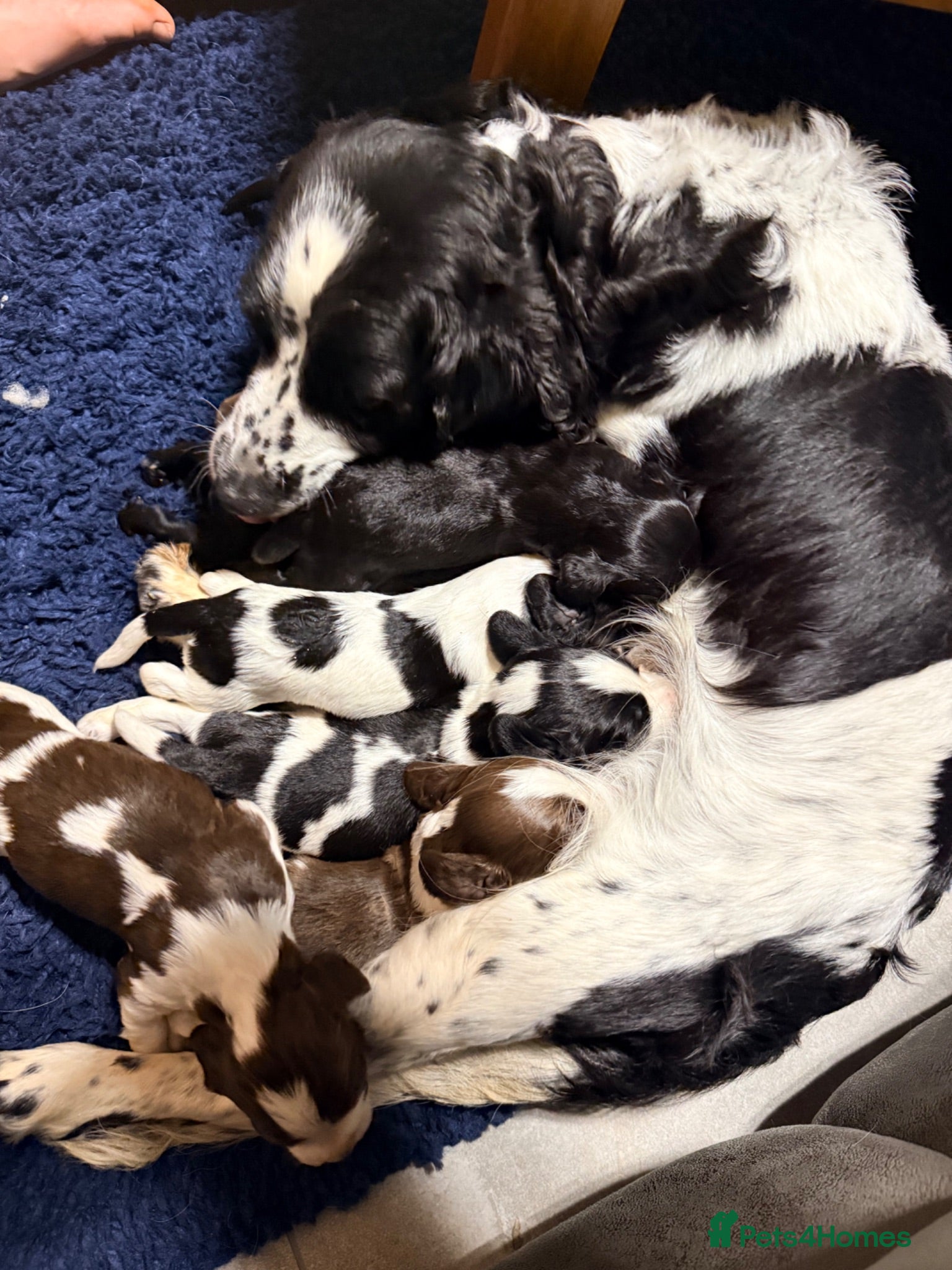 English Springer Spaniel dogs Millie and her beautiful Babies  - Advert 1