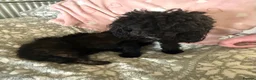 Cavapoo dogs for sale: CavapooF1b Girl Parents Extensively Health Tested  - Advert 6