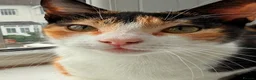 Mixed Breed cats for sale: 3month old kitten and mother ready for new home  - Advert 7