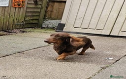 Miniature Dachshund dogs for stud: FLUFFY MINI DACHSHUND FOR STUD - Image 5