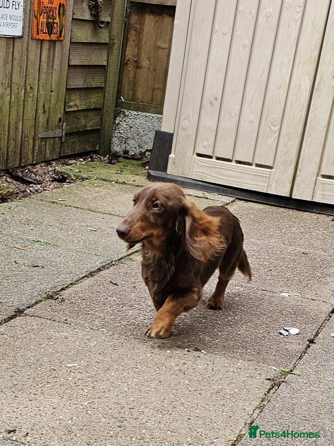 Miniature Dachshund dogs for stud: FLUFFY MINI DACHSHUND FOR STUD - Image 5