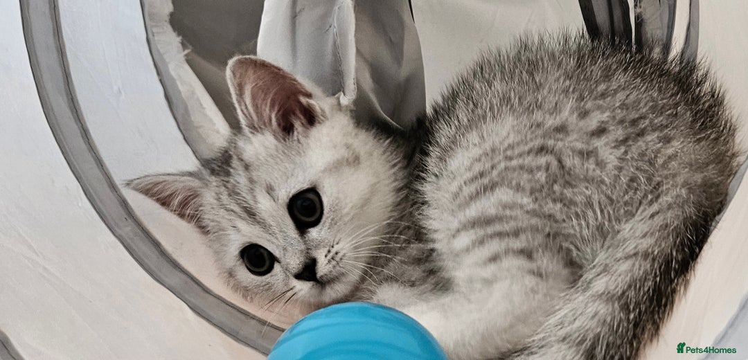 British Shorthair cats for sale: BRITISH SHORTHAIR CHAMPION BLOODLINE - Image 15