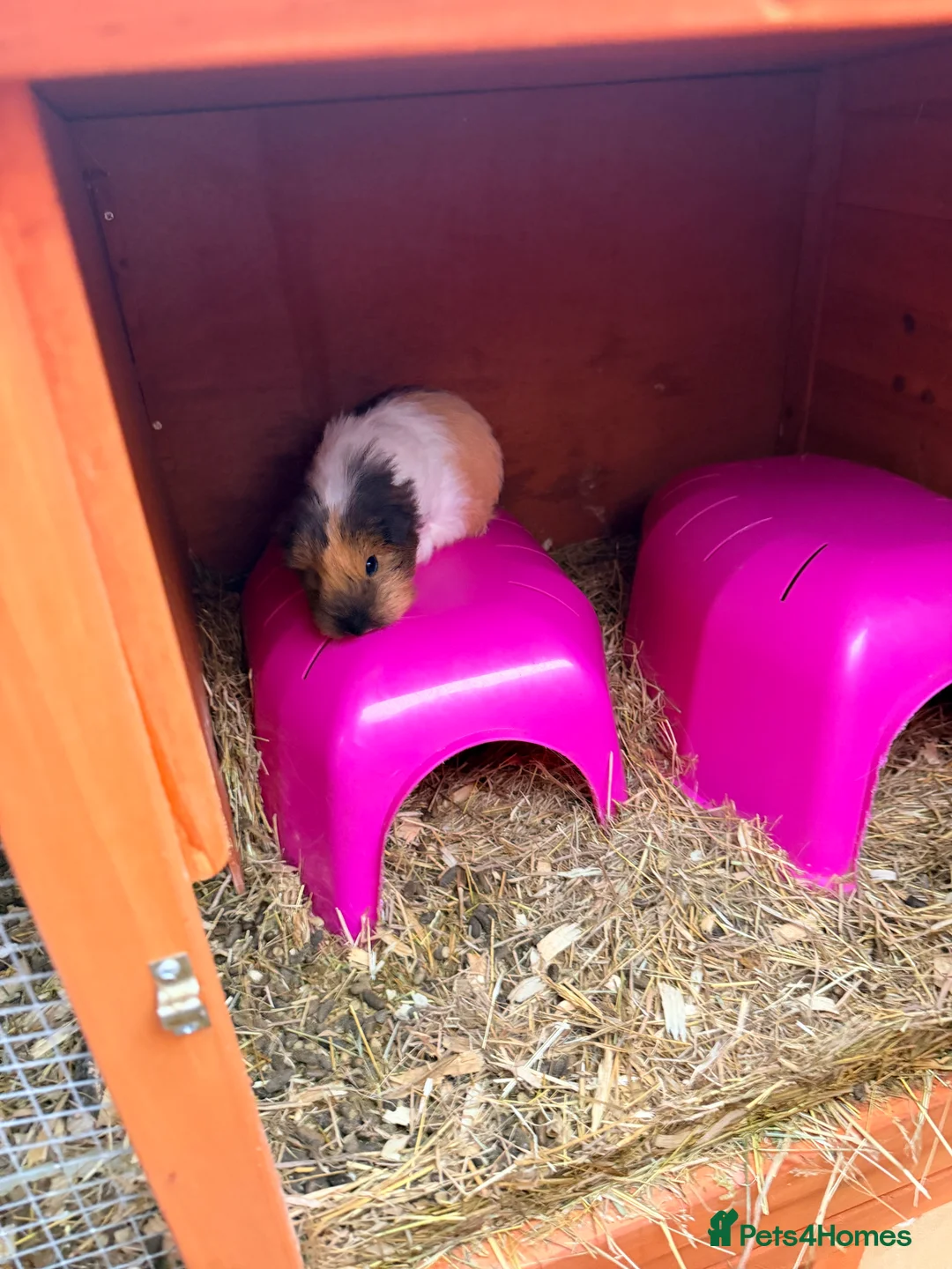 Guinea Pig rodents for sale: Guinea Pigs - Advert 3