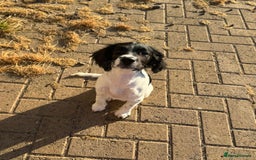 English Springer Spaniel dogs for sale: Liver and white English springer spaniel  - Image 5