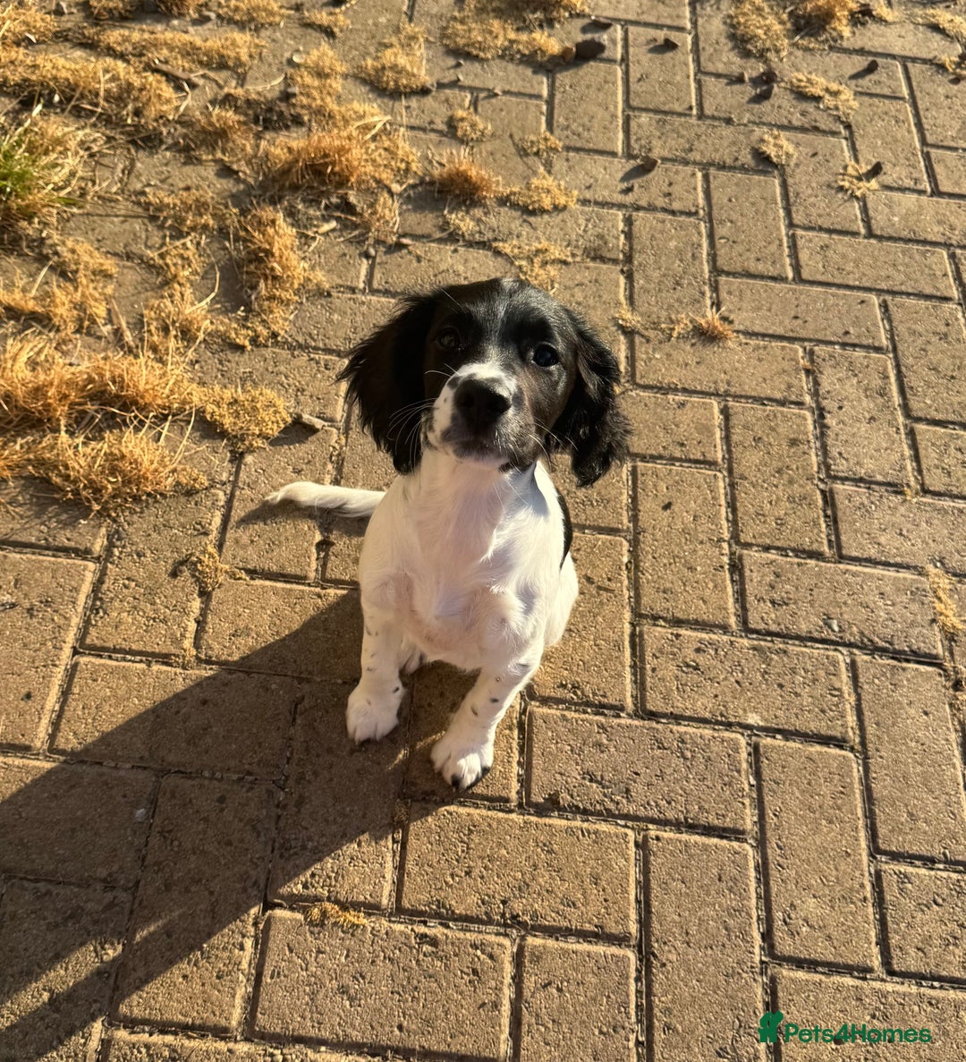 English Springer Spaniel dogs for sale: Liver and white English springer spaniel  - Image 5
