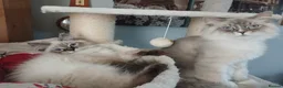 Siberian cats for sale: Beautiful Siberian kittens  - Advert 8