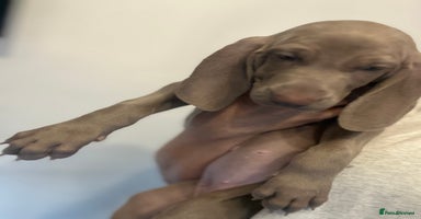 Weimaraner dogs - Advert 6