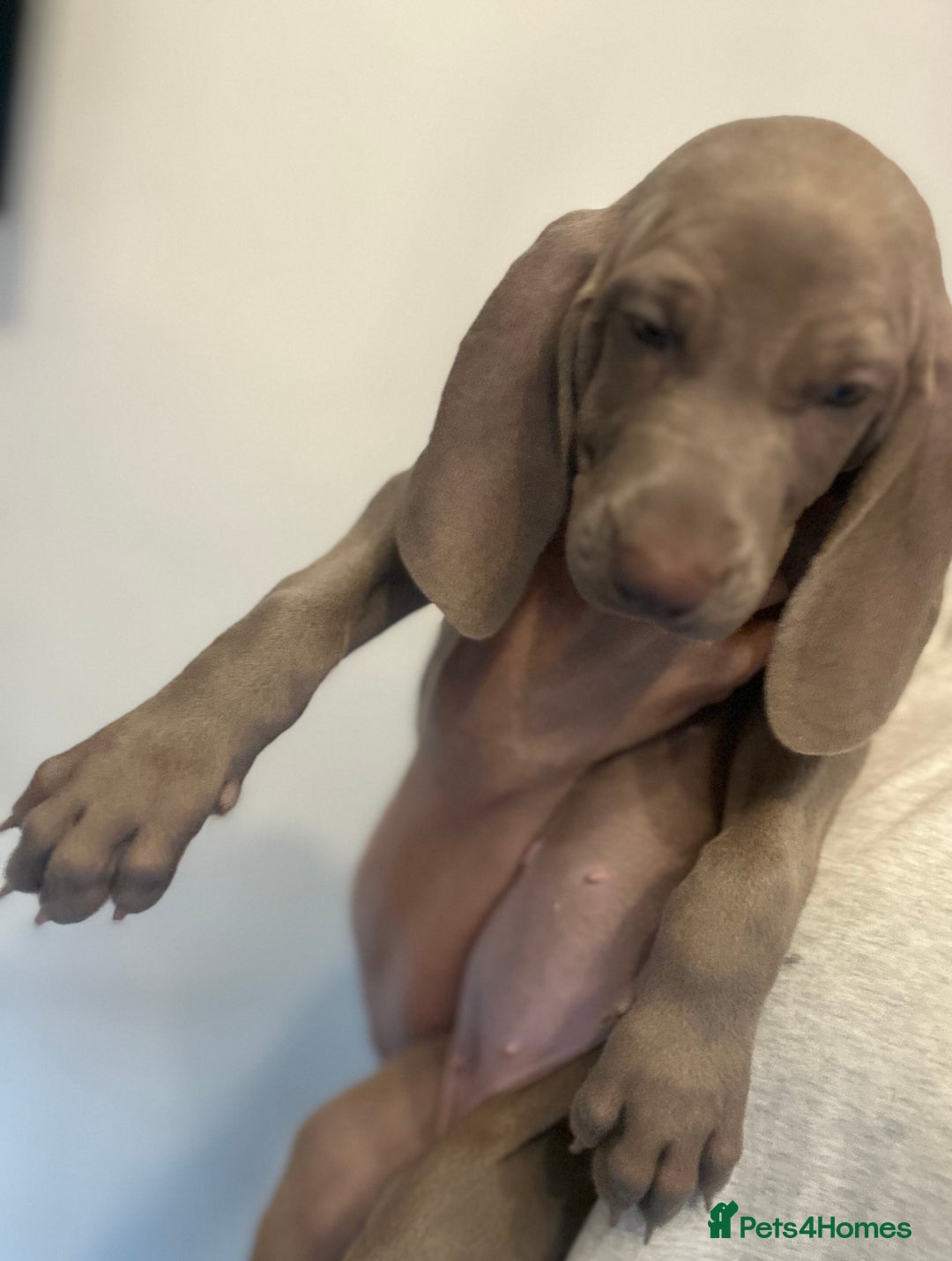 Weimaraner dogs for sale: Only 1 girl available  - Image 6
