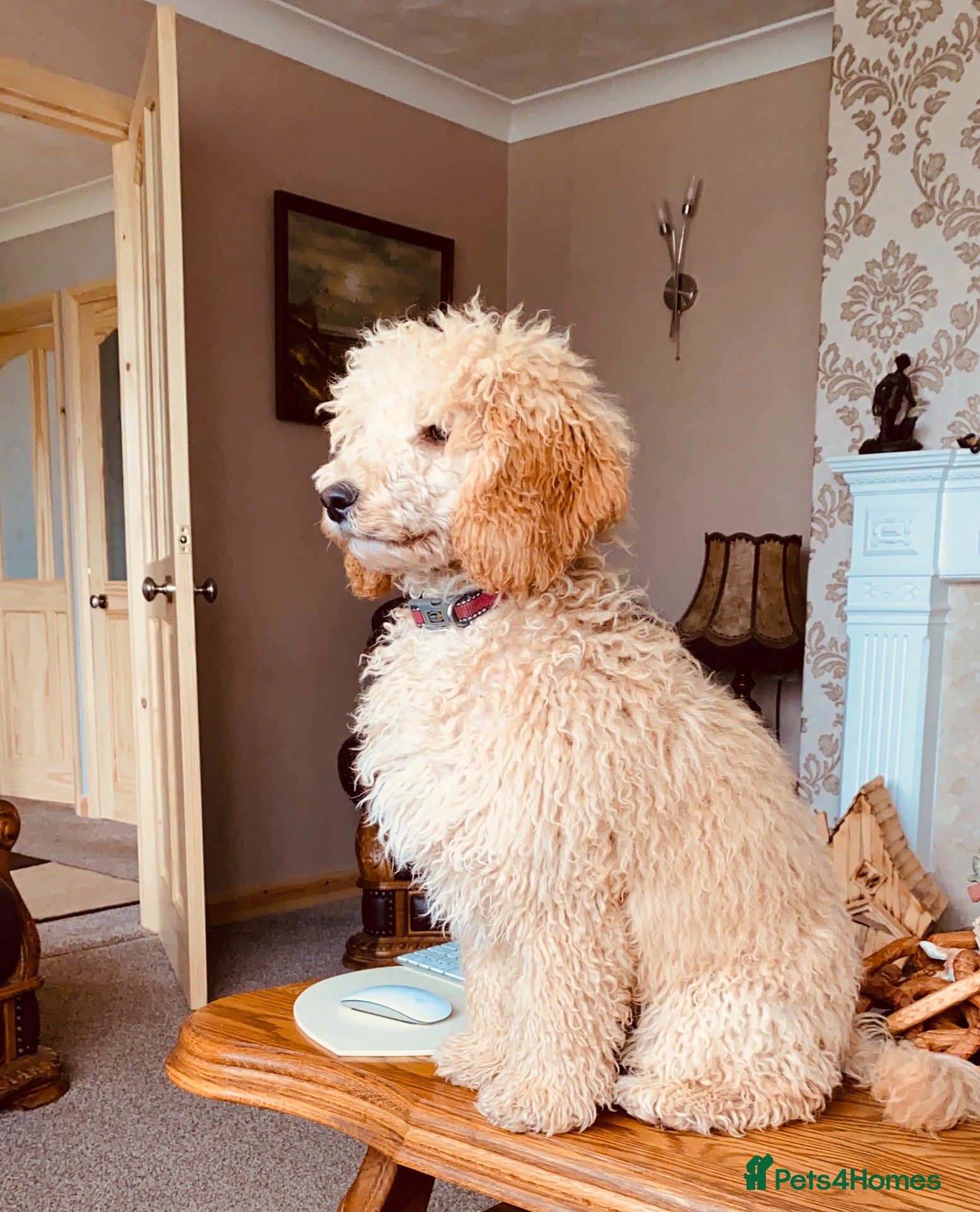 Cockapoo dogs Partie poo puppies  - Advert 4