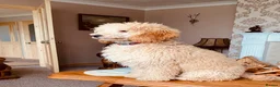 Cockapoo dogs for sale: Partie poo puppies  - Advert 1
