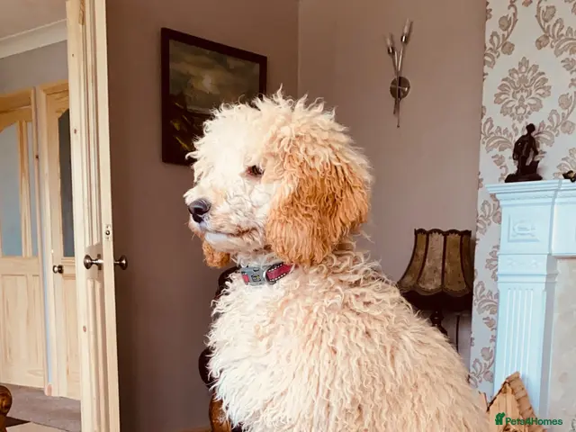 Cockapoo dogs for sale: Cocker poo puppies ready now - Advert 2