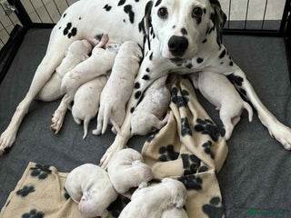 Dalmatian dogs - Advert 3