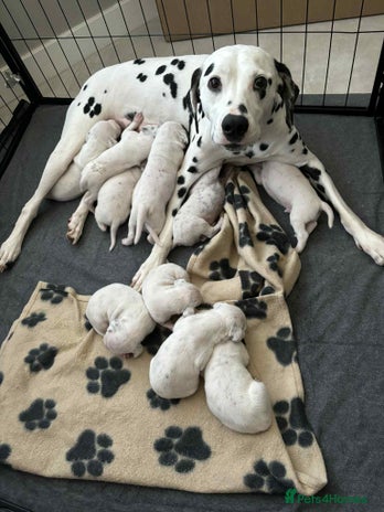 Dalmatian dogs - Advert 2