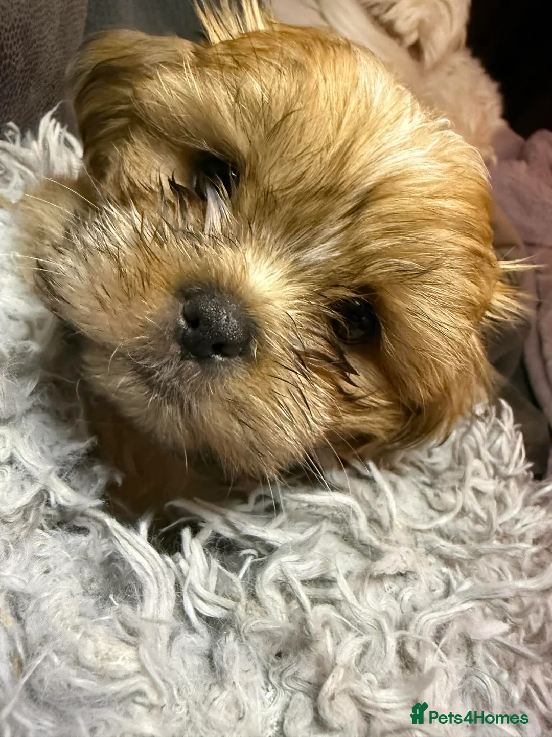 Shih Tzu dogs for sale: Shih Tzu puppies - pure! - Advert 4