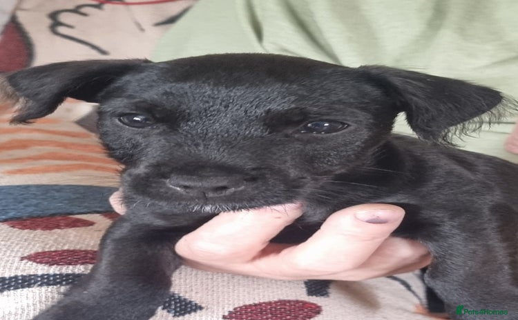 Patterdale Terrier dogs - Advert 7