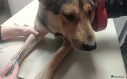 Mixed Breed dogs for adoption: 🐺 WOLFIE – A Brave Soul Ready for a New Life 🖤 - Advert 36