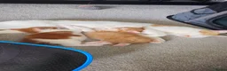 Domestic Shorthair cats for sale: Ginger kittens for sale - Advert 20