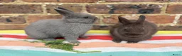 Netherland Dwarf rabbits for sale: Sweet chocolate & Blue Netherland Dwarf bunnies - Advert 7
