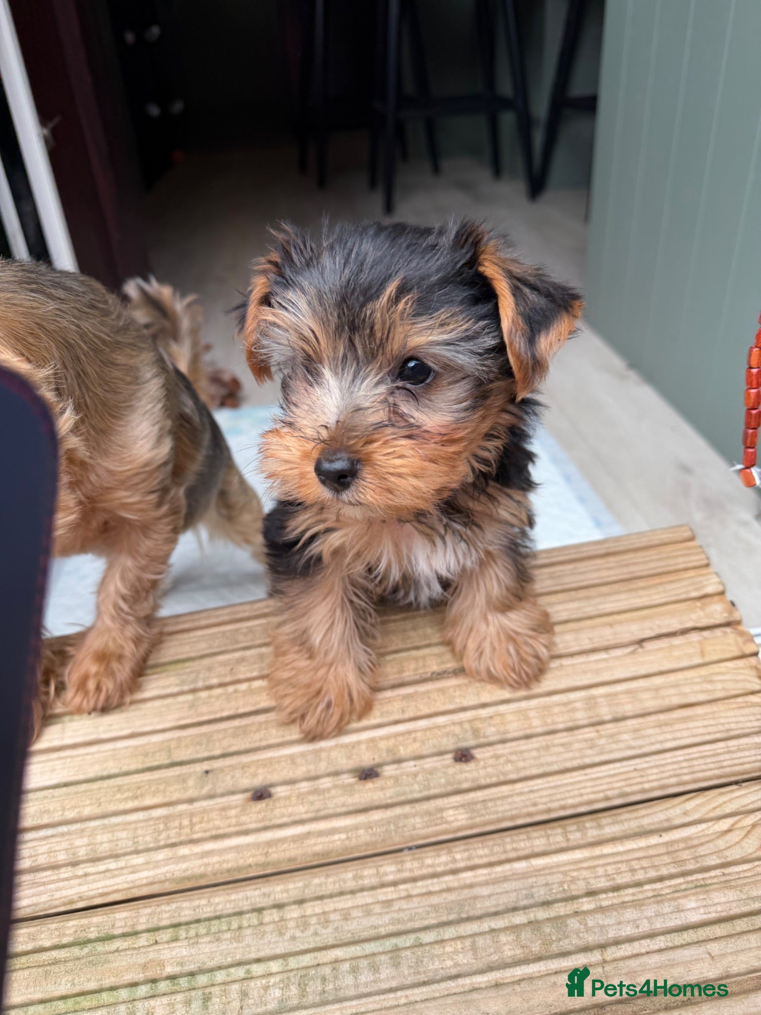 Yorkshire Terrier dogs Pure Breed Yorkshire Terrier Pup - Advert 2