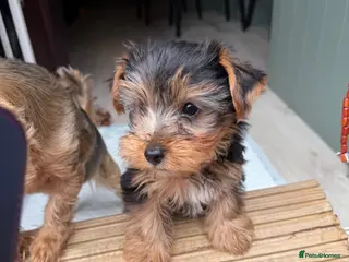 Yorkshire Terrier dogs Pure Breed Yorkshire Terrier Pup - Advert 10