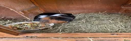 Guinea Pig rodents for sale: Guinea pigs in Wymondham - Advert 2