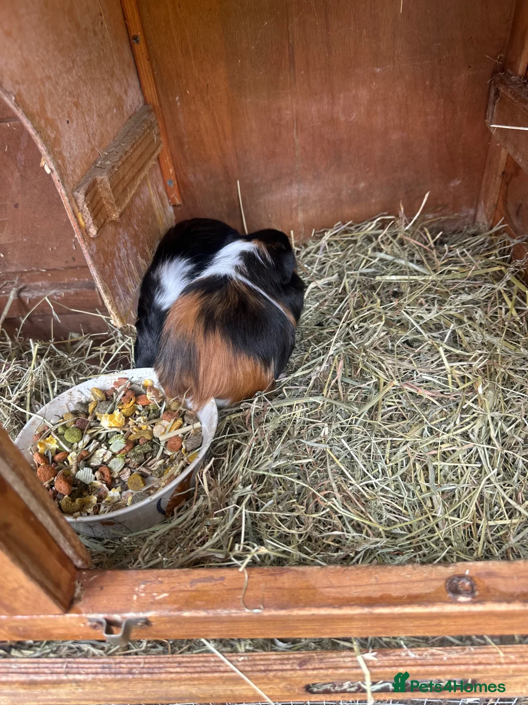 Guinea Pig rodents for sale: Guinea pigs in Wymondham - Advert 2