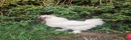 Chickens poultry for sale: Silkie, wayandotte chicken in King's Lynn - Advert 2