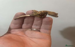 Gecko reptiles for sale: Crested gecko babies  - Image 2