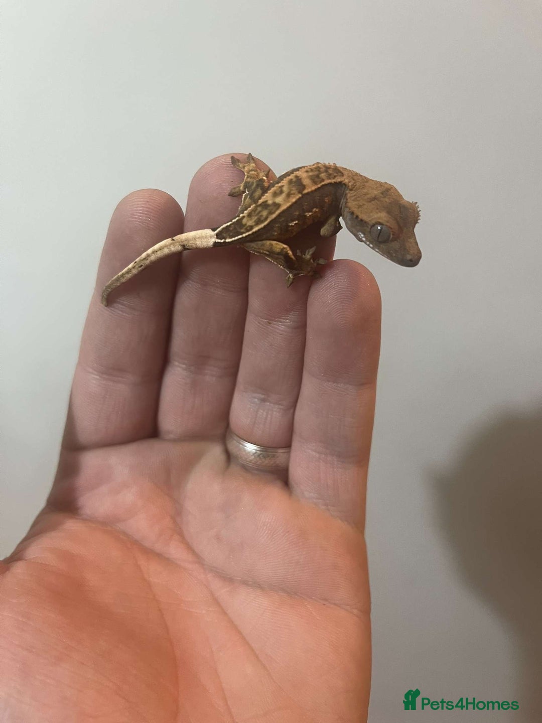 Gecko reptiles for sale: Crested gecko babies  - Image 2