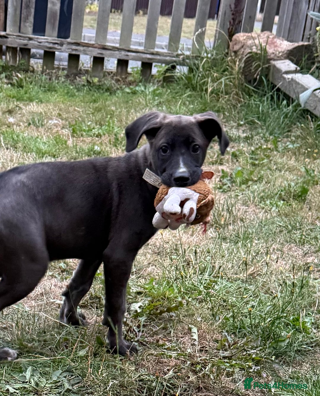 Mixed Breed dogs for sale: German shepherd X Great Dane  - Image 4