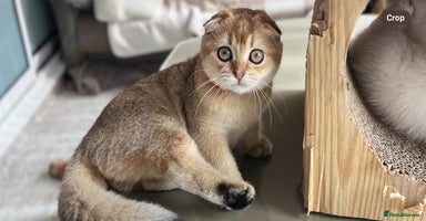 Scottish Fold cats - Advert 16