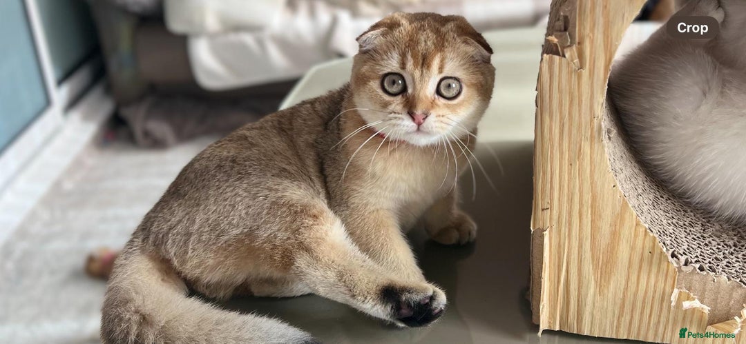 Scottish Fold cats for sale: Beautiful TICA Registered Scottish Girl Kittens - Image 3