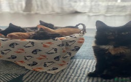 Mixed Breed cats for sale: Two gorgeous kittens looking for a loving home  - Image 10