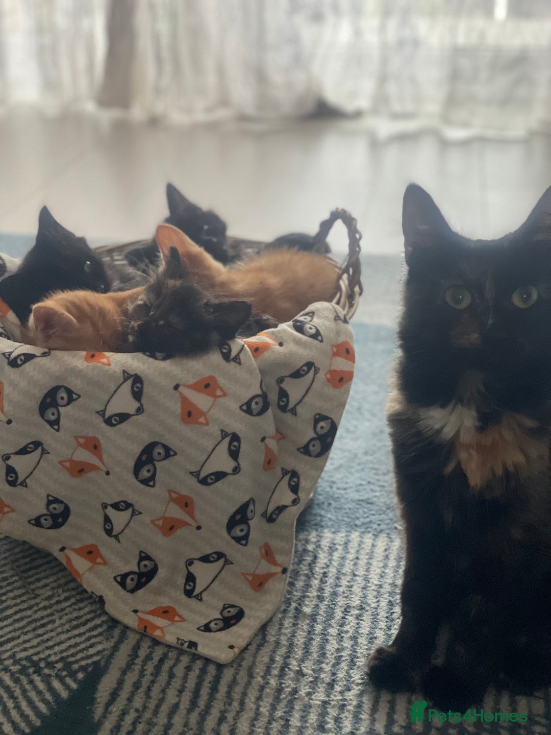 Mixed Breed cats for sale: Two gorgeous kittens looking for a loving home  - Image 10