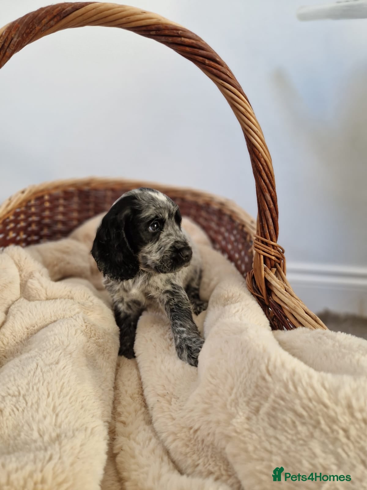 Cocker Spaniel dogs Outstanding KC registered cocker Spaniel puppies. - Advert 17