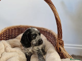 Cocker Spaniel dogs Outstanding KC registered cocker Spaniel puppies. - Advert 5