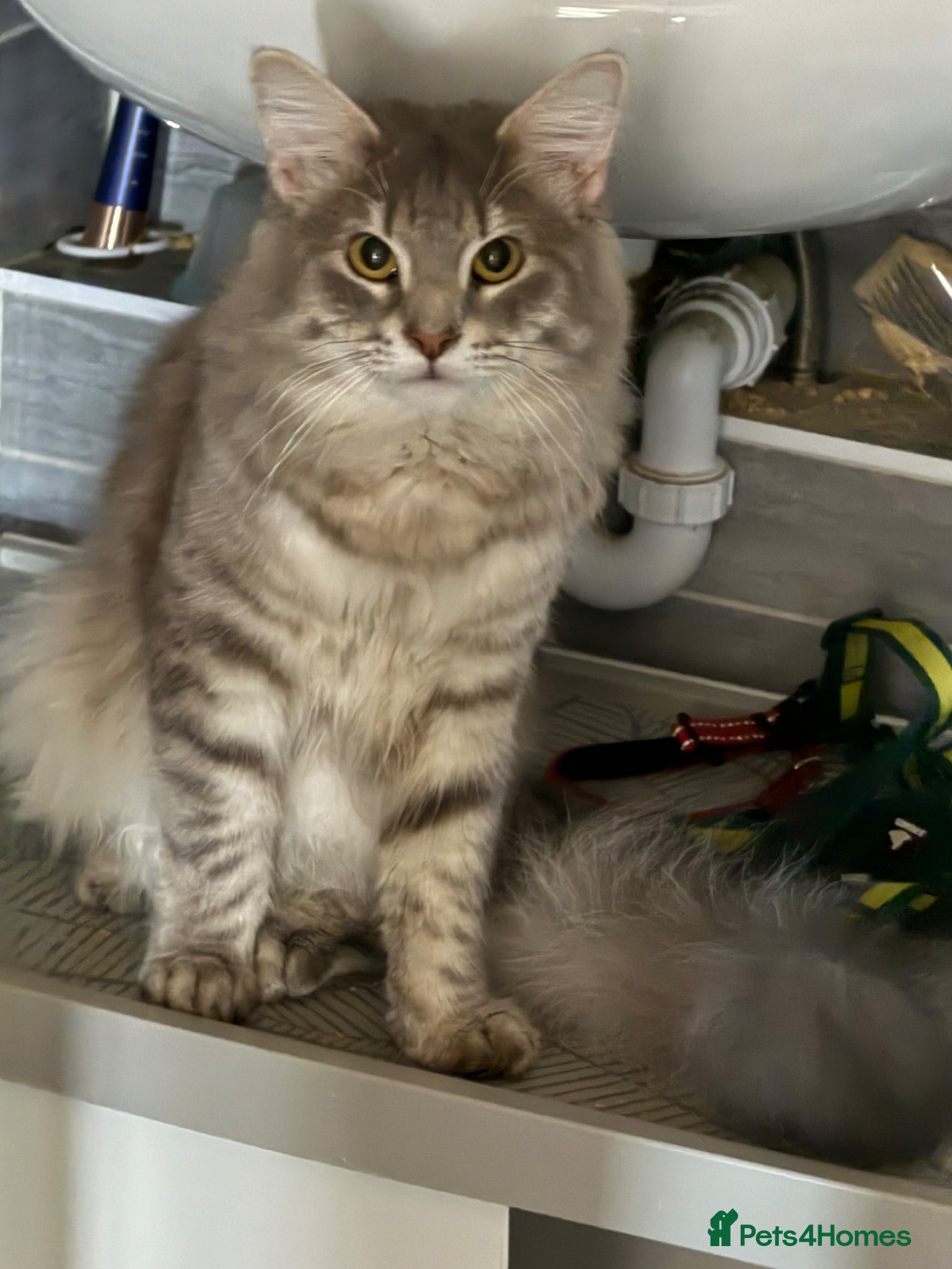 Norwegian Forest Cat cats Norwegian cross - Advert 4