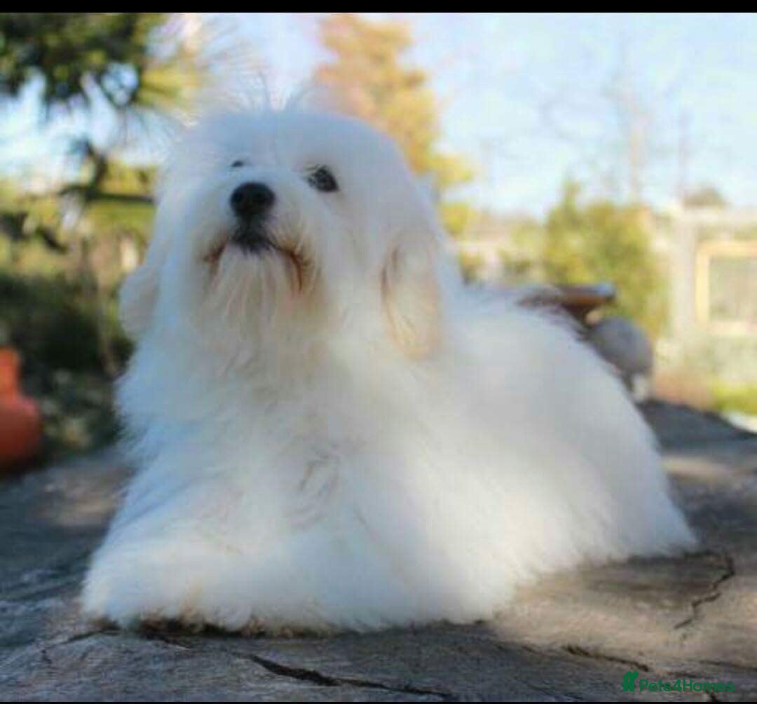 Coton De Tulear dogs for sale: K.C reg Coton de Tulear Puppies inc. World Champio - Advert 12