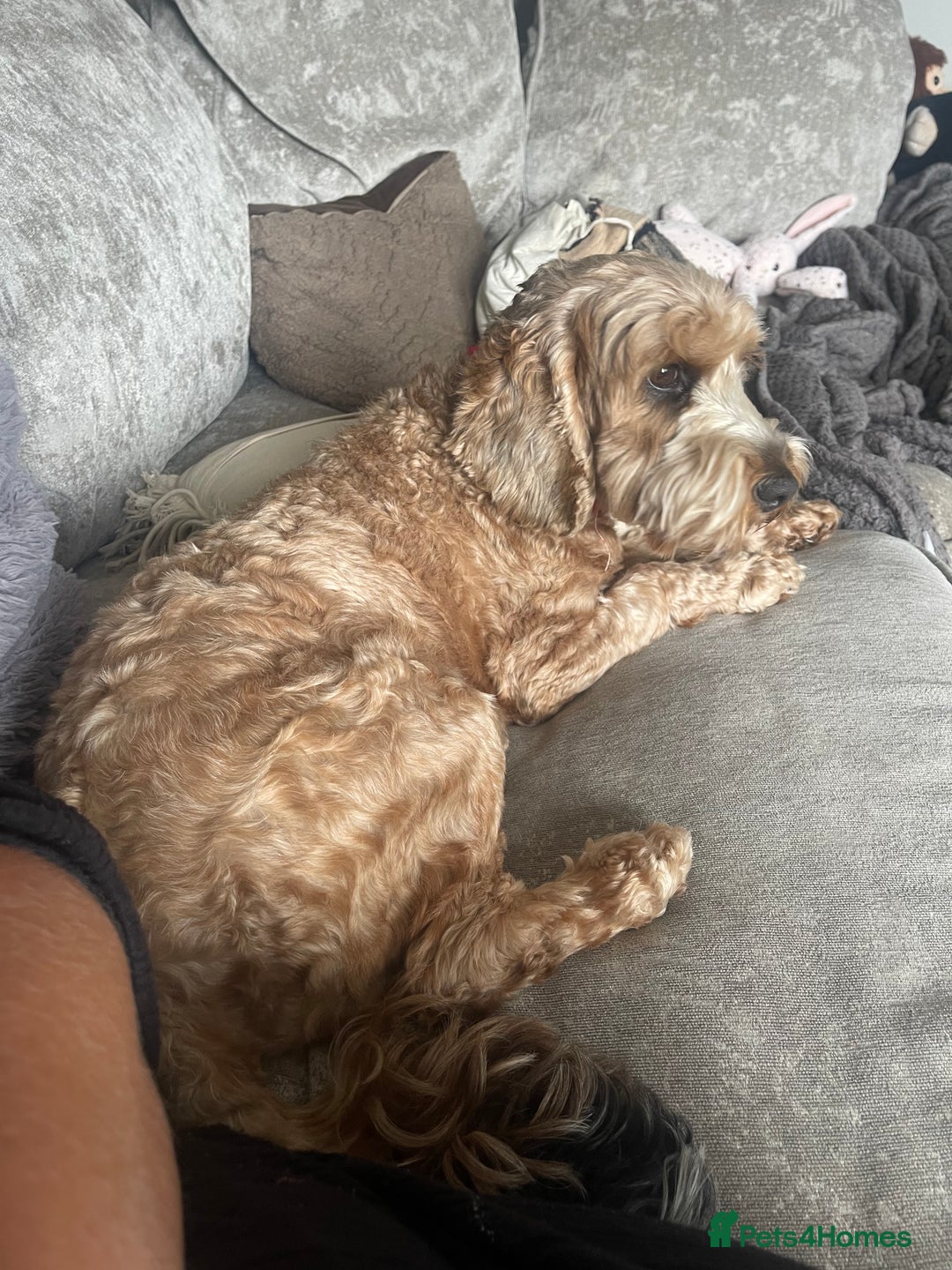Cockapoo dogs for sale: ⭐️ Outstanding cockapoo female puppy ⭐️  - Advert 13