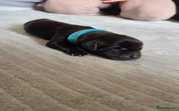 Labrador Retriever dogs for sale: Beautiful pedigree labrador puppies  - Image 13