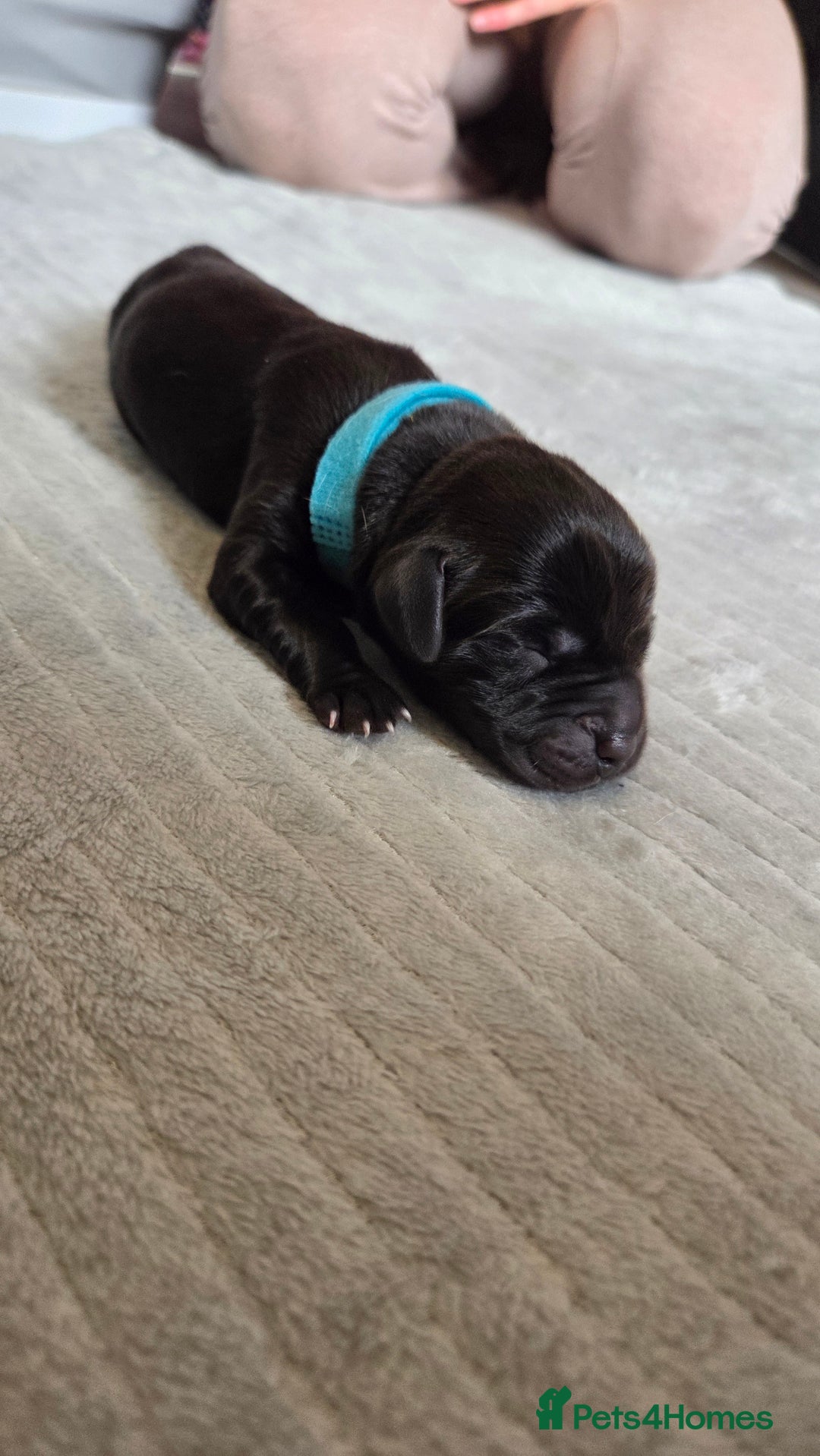 Labrador Retriever dogs for sale: Beautiful pedigree labrador puppies  - Image 13