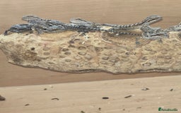 Bearded Dragon reptiles for sale: Baby bearded dragons with tint red 2 for £100 - Image 1
